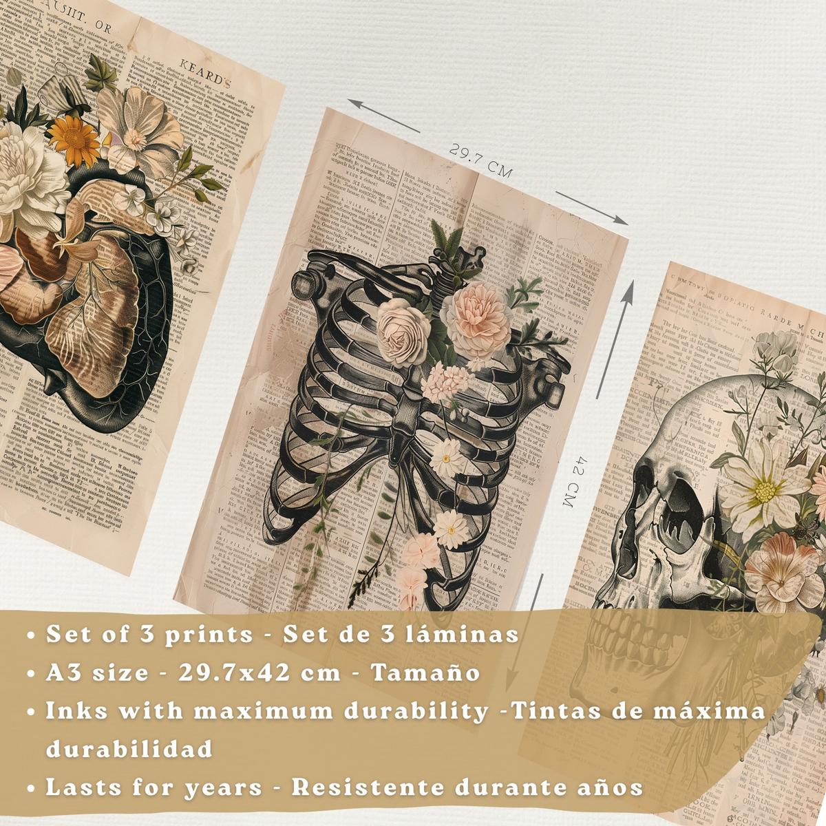 POSTER Set aus 3 Anatomie Mensch Drucke und Wandbilder mit Leber Rippen und Schädel Retro Floraler Stil Wanddekoration Größe Schwarzer Rahmen A3 - Schwarz, Papier (29.7/42/3cm) - Nacnic