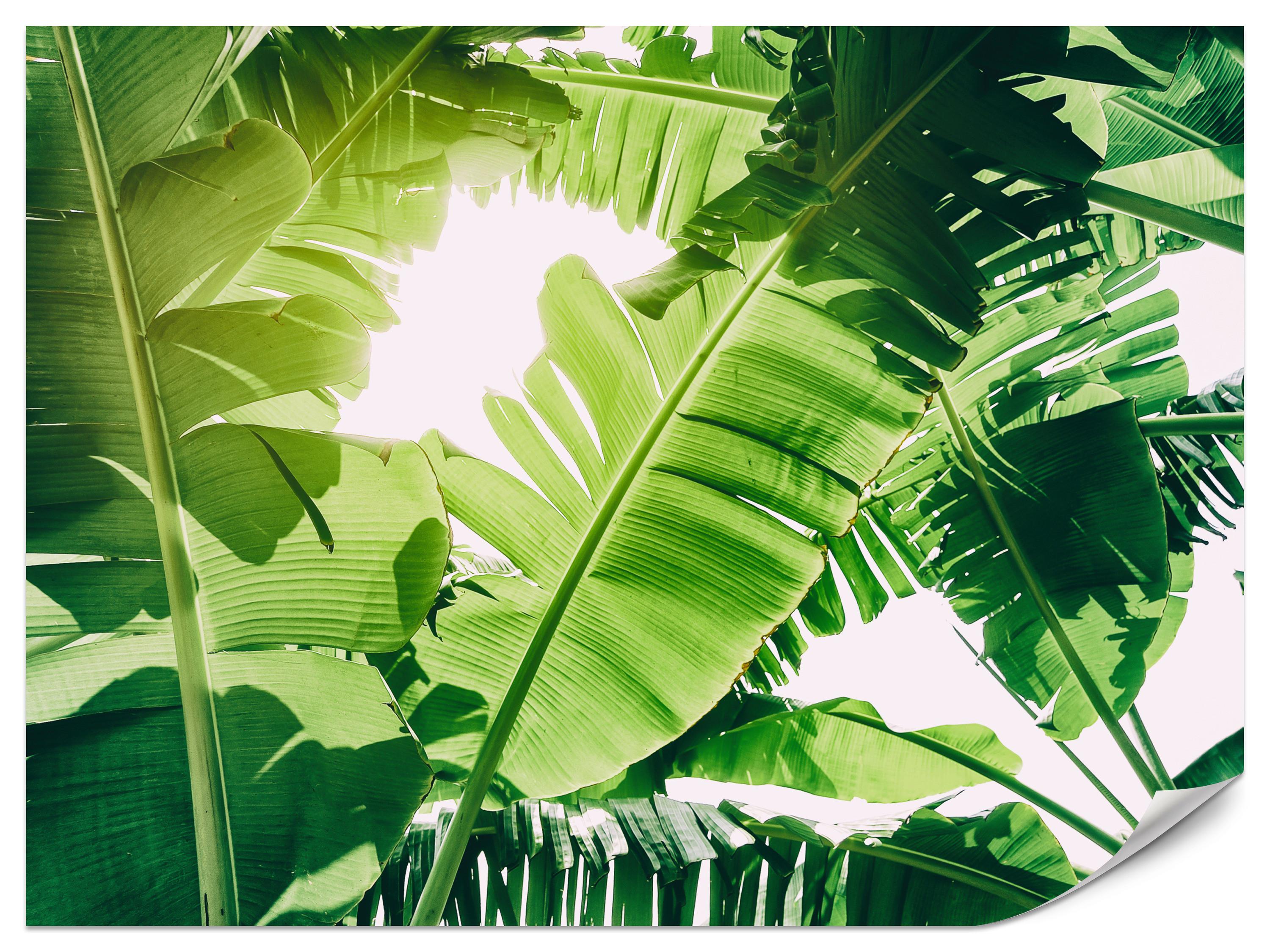 FOTOTAPETE für Wohnzimmer Bananenpflanze Grüne Blätter Tropisch 400x280 - Weiß/Grün, Papier (400/280cm) - Muralo