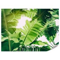 FOTOTAPETE für Wohnzimmer Bananenpflanze Grüne Blätter Tropisch 400x280 - Weiß/Grün, Papier (400/280cm) - Muralo