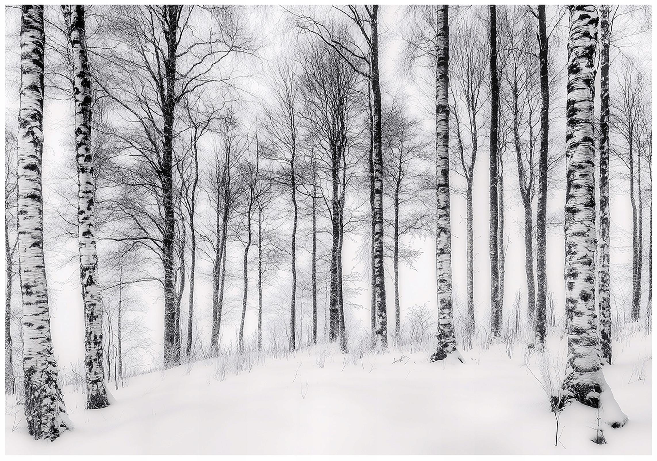 FOTOTAPETE 3D Effekt Birken Wald Bäume Tapete Wohnzimmer 200x140 - Multicolor, Papier (200/140cm) - Wallarena