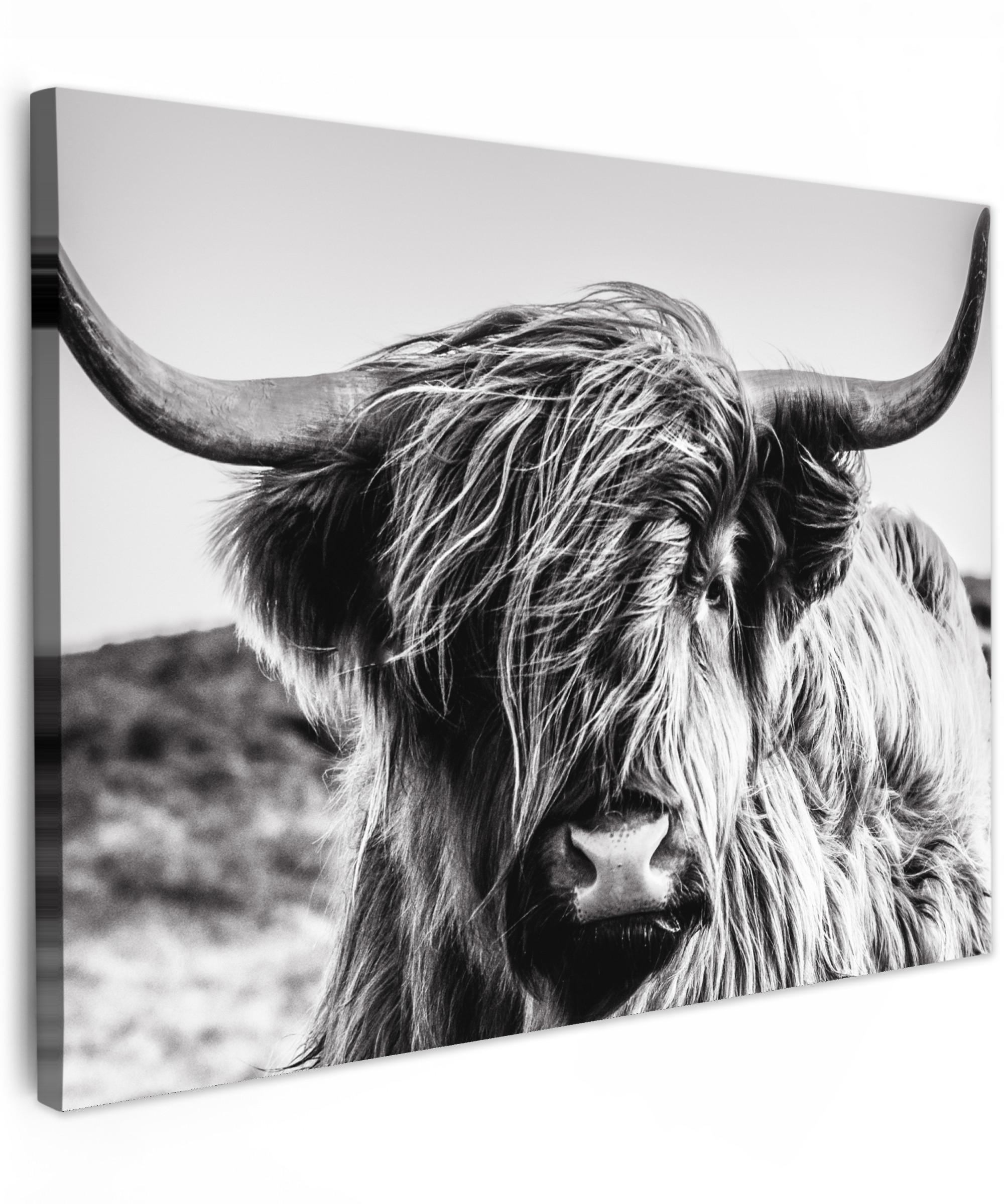 LEINWANDBILD Kuh - Schottischer Hochländer - Schwarz - Weiß - Tier - Natur - Wildtiere Wandbilder 80x60 cm - Schwarz, Textil (80/60cm) - MuchoWow