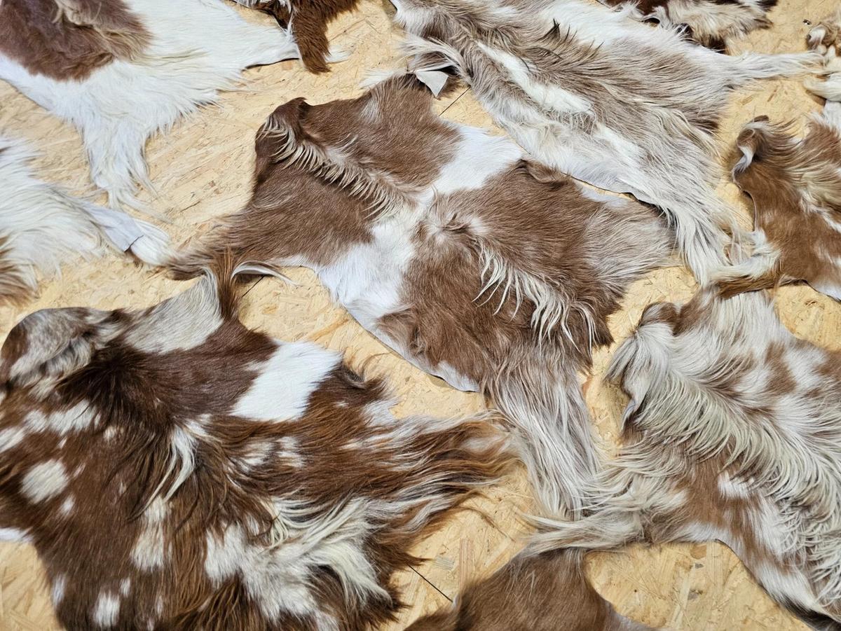 FELL Ziegenfell Braun-Weiß Naturfarben Teppich ca. 90 cm 2.Wahl - Braun/Weiß, Fell (50/90cm) - Provellus