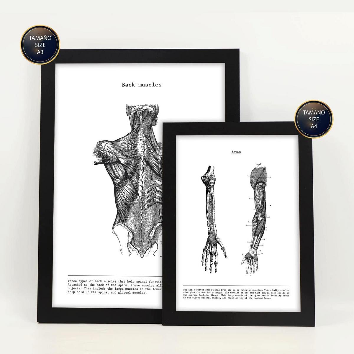 POSTER Set Mit 6 Anatomie Sammlung Von Platten Größe A3 und A4 Rahmenlos - Klar, Papier (29.7/1cm) - Nacnic