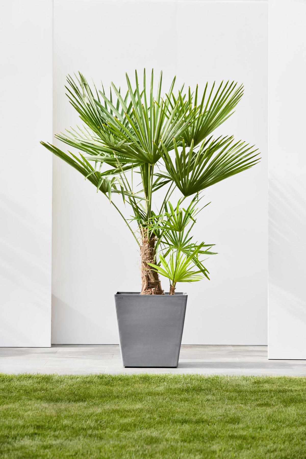 BLUMENTOPF Rotterdam Wheels 50,2/50,2/49,5 cm Grau - Grau, Kunststoff (50.2/49.5cm) - Ecopots