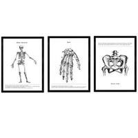 POSTER Set Mit 3 Skelett, Hand, Becken A4 Schwarzer Rahmen - Schwarz, Papier (29.7/5/21cm) - Nacnic