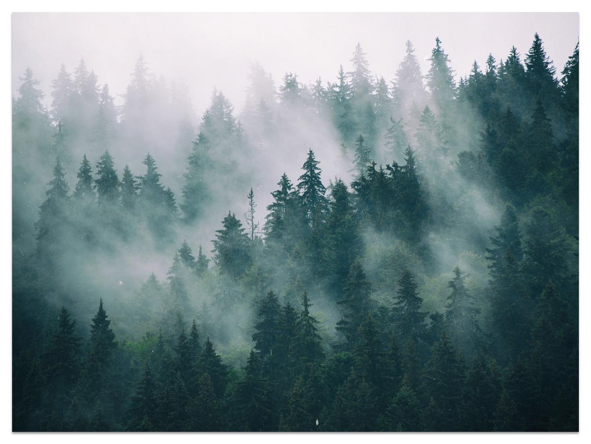 FOTOTAPETE Wald im Nebel Landschaft Natur 3D 400x280 - Türkis/Grau, Papier (400/280cm) - Muralo