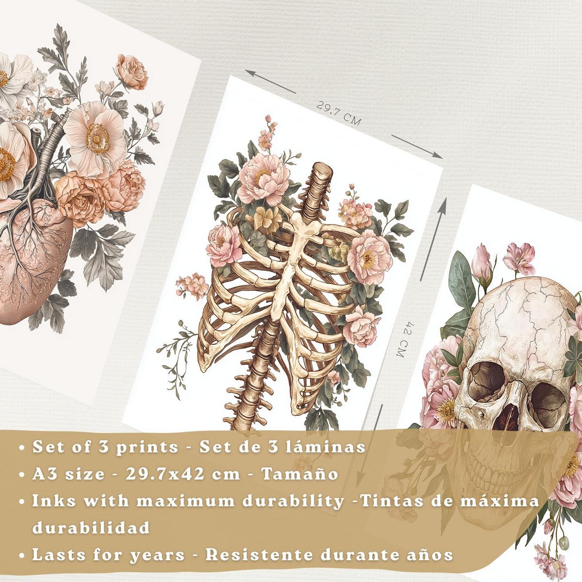 POSTER Set aus 3 Anatomie Mensch Florale Drucke und Wandbilder mit Herz Schädel und Brustkorb Weicher Vintage Stil Größe Leichter Holzrahmen A3 - Beige, Papier (29.7/42/3cm) - Nacnic