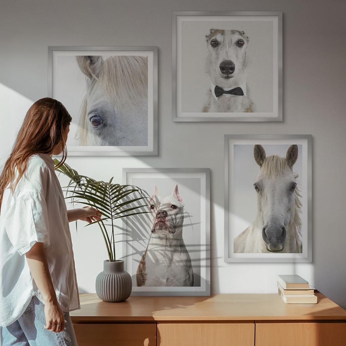 BILDER SET 4er Set - 50x50 cm & 40x60 cm Silberner Rahmen - Elegante Porträts von Hunden und Pferden - Silberfarben, Kunststoff (50/50cm) - TULUP