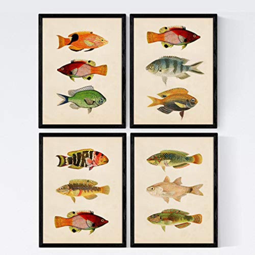 POSTER Set mit 4 Andaman von 12 verschiedenem Fisch A4 Rahmenlos - Klar, Papier (29.7/3cm) - Nacnic