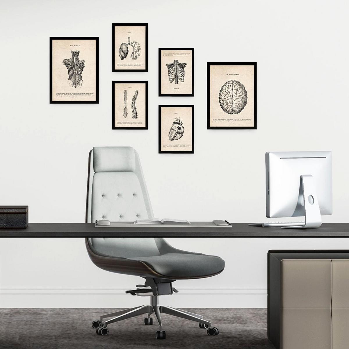 POSTER Set Mit 6 Oberkörper Medizinische Illustrationen Im Vintage Stil Von Anatomie, Körperteilen, Knochen Und Muskeln A3 & A4 Rahmenlos - Klar, Papier (29/3cm) - Nacnic