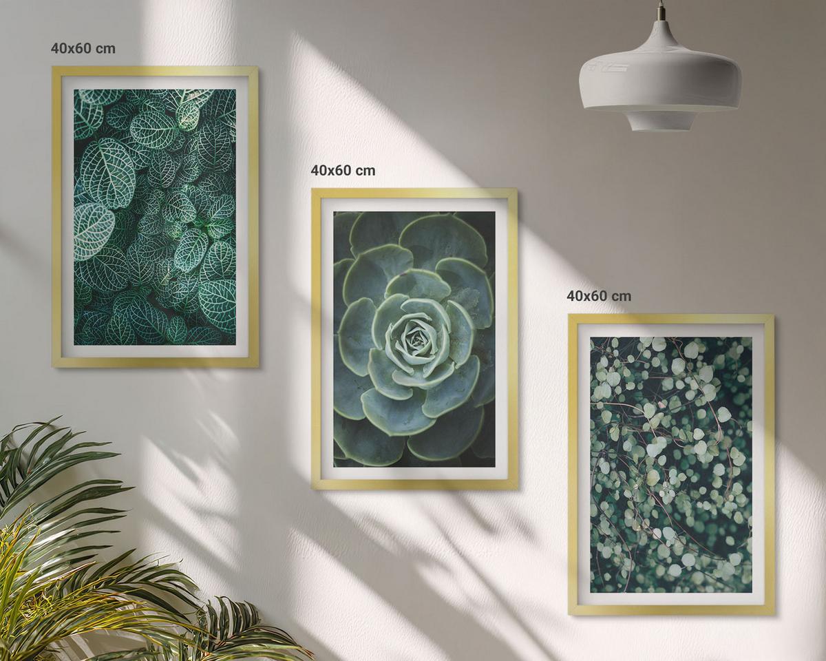 BILDER SET 3er Set - 40x60 cm Goldrahmen - Sukkulenten - Goldfarben, Kunststoff (40/60cm) - TULUP