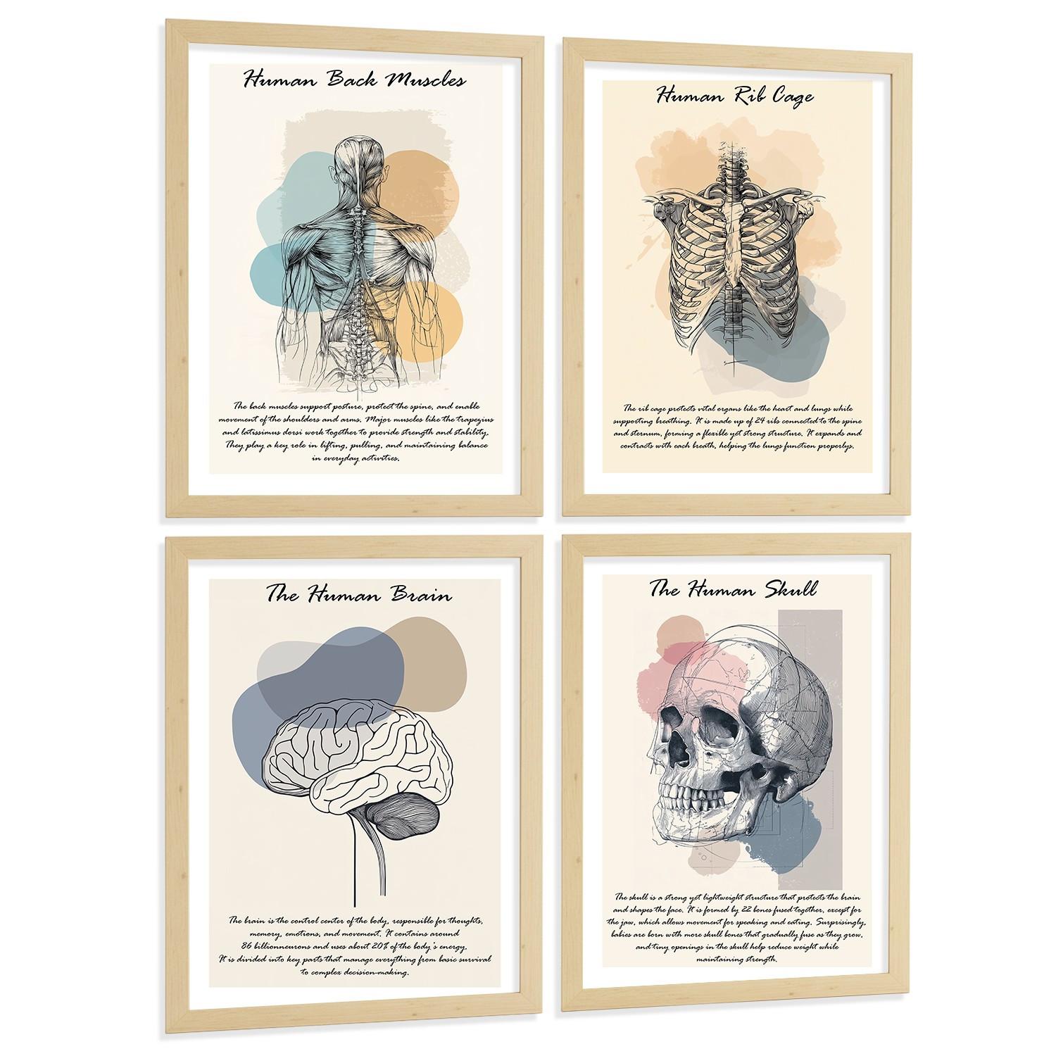 POSTER Set aus 4 Anatomie Mensch Lernposter Drucke und mit Muskeln Rücken Rippen Gehirn und Schädel Modernes Design Größe Leichter Holzrahmen A4 - Beige, Papier (21/29.7/3cm) - Nacnic
