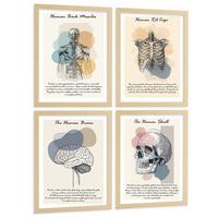 POSTER Set aus 4 Anatomie Mensch Lernposter Drucke und mit Muskeln Rücken Rippen Gehirn und Schädel Modernes Design Größe Leichter Holzrahmen A4 - Beige, Papier (21/29.7/3cm) - Nacnic