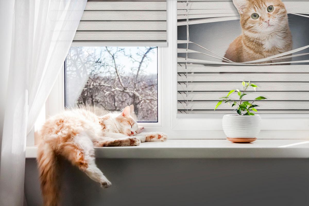 INNENROLLO - Fensterrollo - Rollo - 90x140 cm - Ingwerkatze - Grau, Kunststoff (90/140/0.5cm) - TULUP