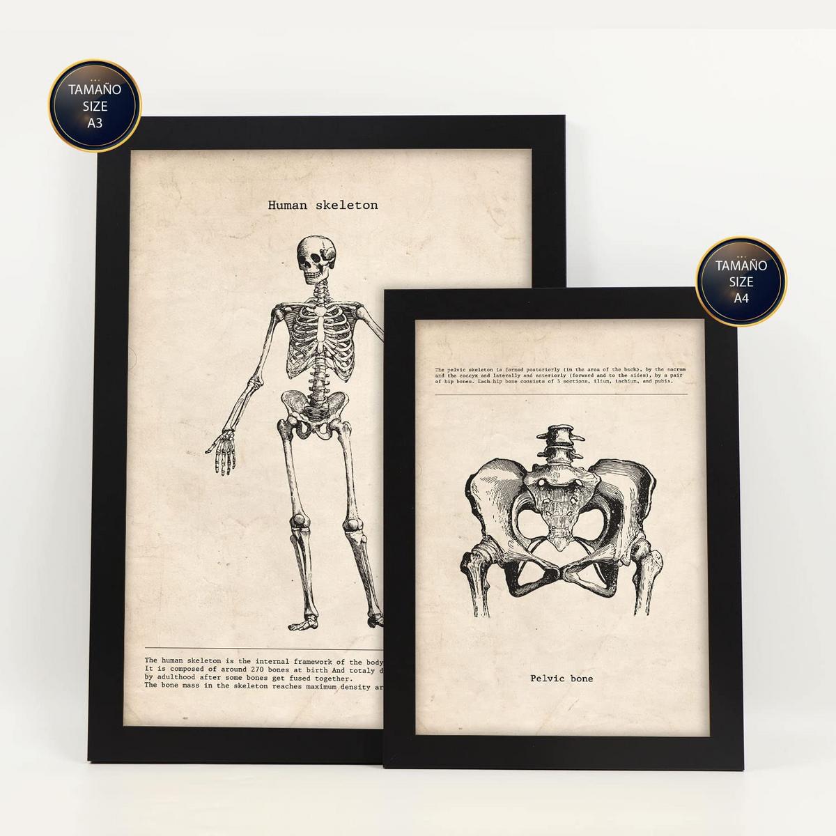 POSTER Set Mit 6 Skelett Medizinische Illustrationen Im Vintage Stil Von Anatomie, Körperteilen, Knochen Und Muskeln A3 & A4 Schwarzer Rahmen - Schwarz, Papier (29/3cm) - Nacnic