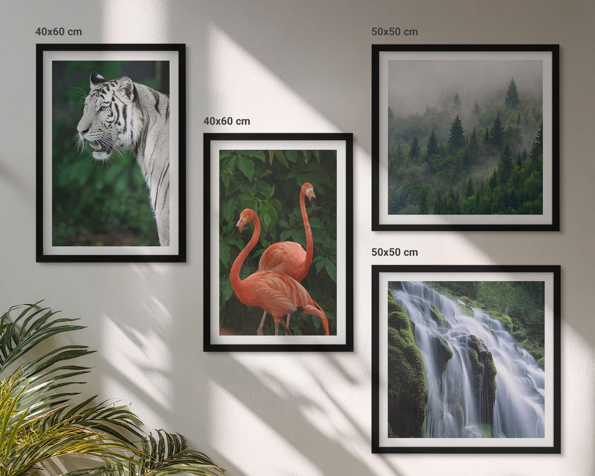 BILDER SET 4er Set - 50x50 cm & 40x60 cm Schwarzer Rahmen - Tiger Wasserfall Flamingos Natur - Schwarz, Kunststoff (50/50cm) - TULUP