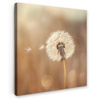 LEINWANDBILD Löwenzahn - Beige - Natur - Blume Deko Groß 90x90 cm - Hellbraun, Textil (90/90cm) - MuchoWow