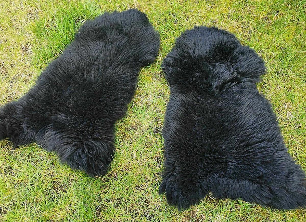 LAMMFELL Öko bunt gefärbt weich Fell Teppich Anthrazit ca. 110 cm - Schwarz, Fell (60/110cm) - Provellus