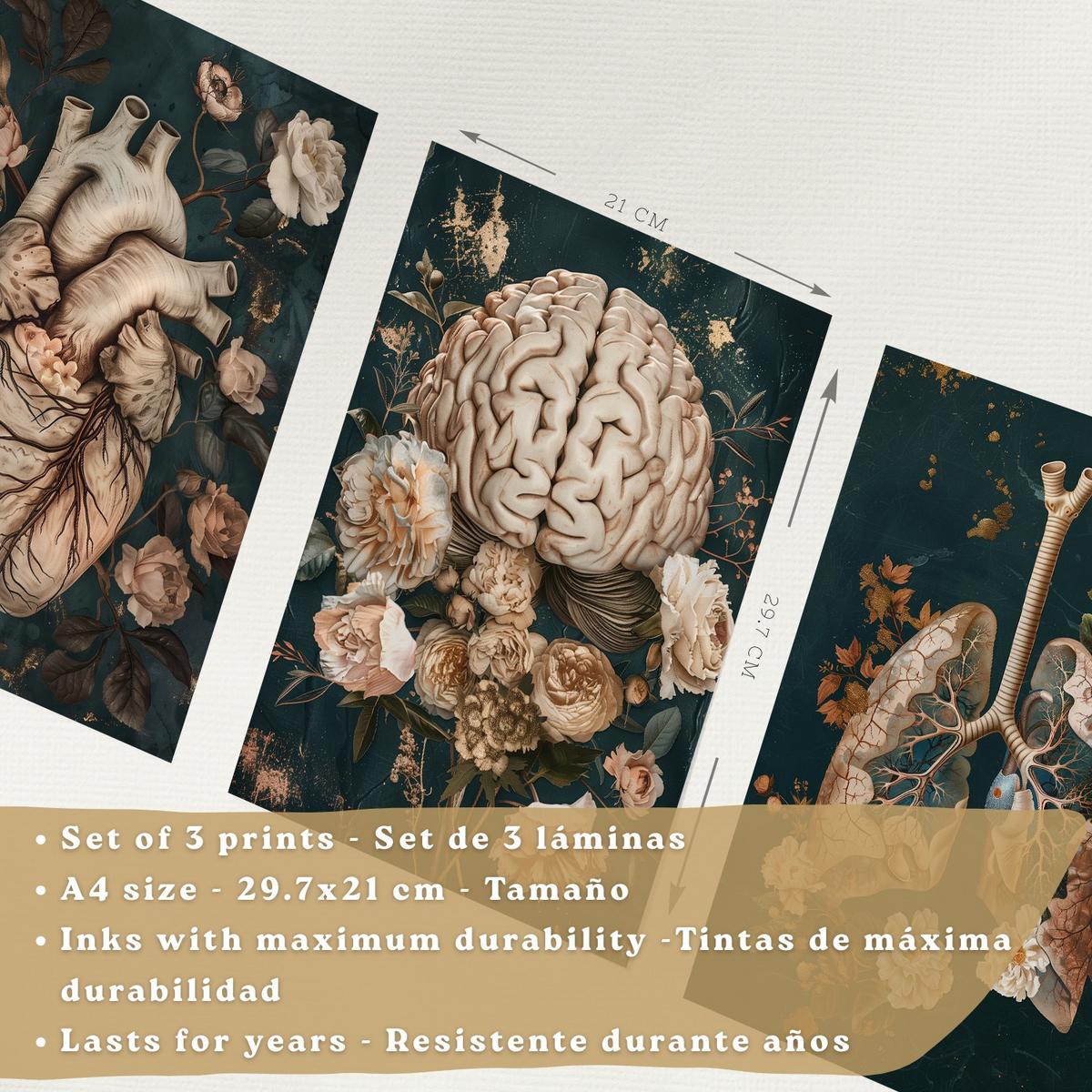 POSTER Set aus 3 Anatomie Drucke und Dekorative Wandbilder mit Herz Gehirn Lungen Atmungssystem Florales Grün Gold Design Größe Schwarzer Rahmen A4 - Schwarz, Papier (21/29.7/3cm) - Nacnic