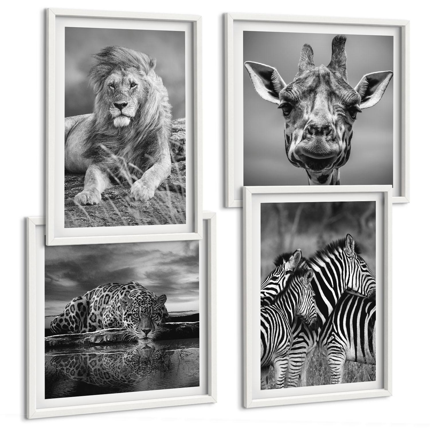 BILDER SET 4er Set - 50x50 cm & 40x60 cm Weißer Rahmen - Wildtiere Löwe Jaguar Giraffe Zebras - Weiß, Kunststoff (50/50cm) - TULUP