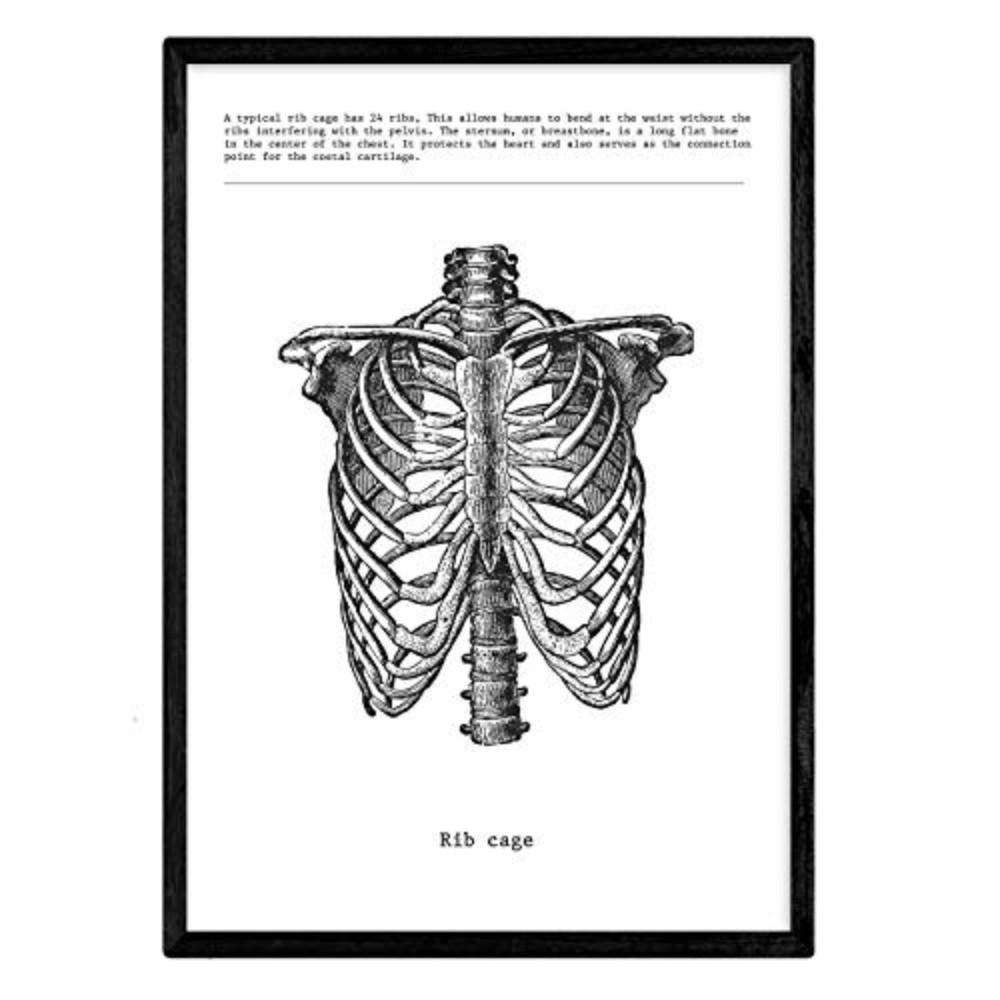 POSTER Anatomie Brustkorb A3 Rahmenlos - Klar, Papier (29.7/5/42cm) - Nacnic