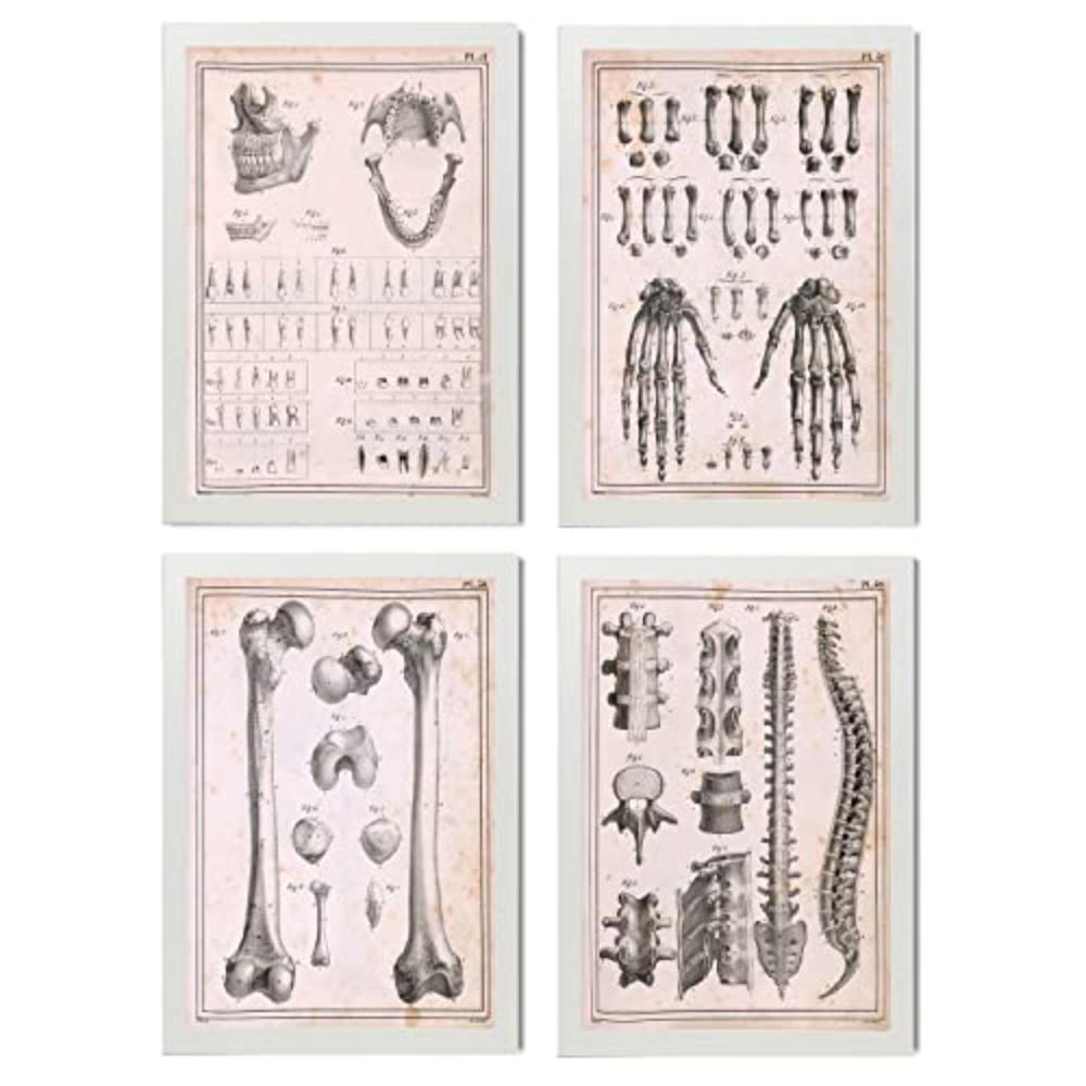 POSTER Set mit 4 Anatomieknochen, Händen, Madivula und Rücken A4 Weißer Rahmen - Weiß, Papier (29.7/3cm) - Nacnic