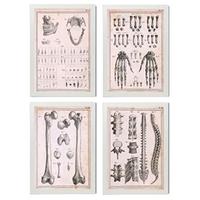 POSTER Set mit 4 Anatomieknochen, Händen, Madivula und Rücken A4 Weißer Rahmen - Weiß, Papier (29.7/3cm) - Nacnic