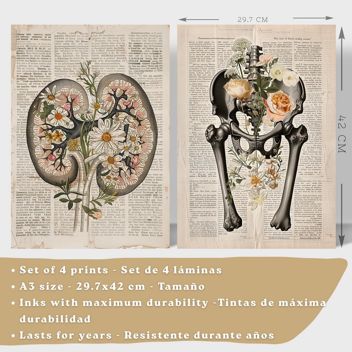 POSTER Set aus 4 Anatomie Drucke und mit Nieren Becken Knochen Hüfte Rippen Wirbelsäule Schädel Antiker Buch Stil Größe Leichter Holzrahmen A3 - Beige, Papier (29.7/42/3cm) - Nacnic
