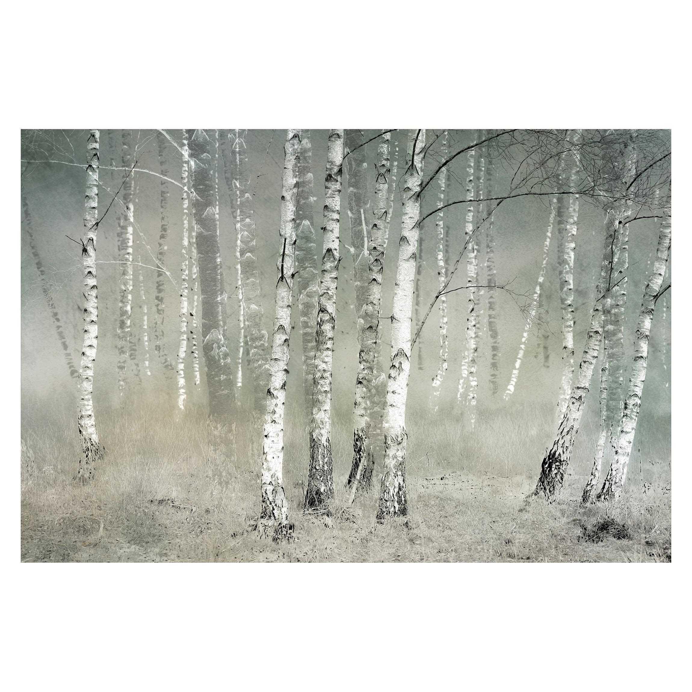 FOTOTAPETE Ruhender Birkenwald 432/290 cm - Grau, Papier (432/290cm) - Bilderwelten