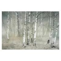 FOTOTAPETE Ruhender Birkenwald 432/290 cm - Grau, Papier (432/290cm) - Bilderwelten