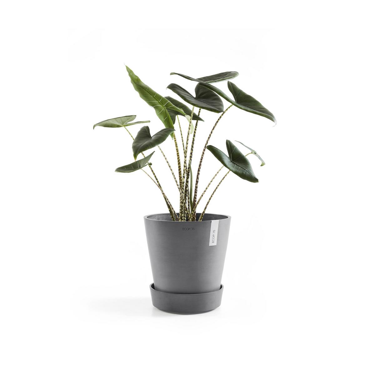 BLUMENTOPFUNTERSETZER mit Rädern 34,1/34,1/9 cm Grau - Grau, Kunststoff (34.1/9cm) - Ecopots