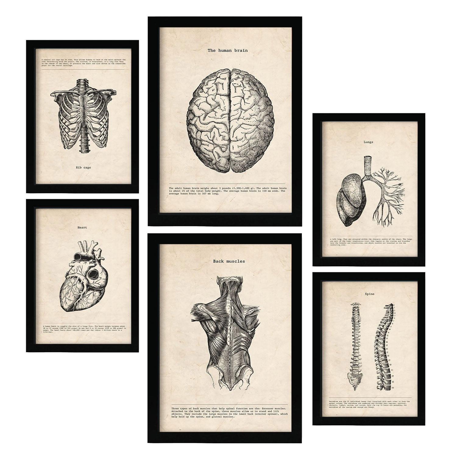 POSTER Set Mit 6 Oberkörper Medizinische Illustrationen Im Vintage Stil Von Anatomie, Körperteilen, Knochen Und Muskeln A3 & A4 Schwarzer Rahmen - Schwarz, Papier (29/3cm) - Nacnic