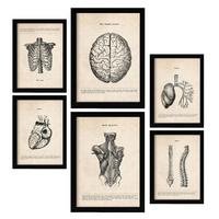 POSTER Set Mit 6 Oberkörper Medizinische Illustrationen Im Vintage Stil Von Anatomie, Körperteilen, Knochen Und Muskeln A3 & A4 Schwarzer Rahmen - Schwarz, Papier (29/3cm) - Nacnic