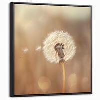 LEINWAND Bilder mit Rahmen - Löwenzahn - Beige - Natur - Blume - 50x50 - Hellbraun, Textil (50/50cm) - MuchoWow