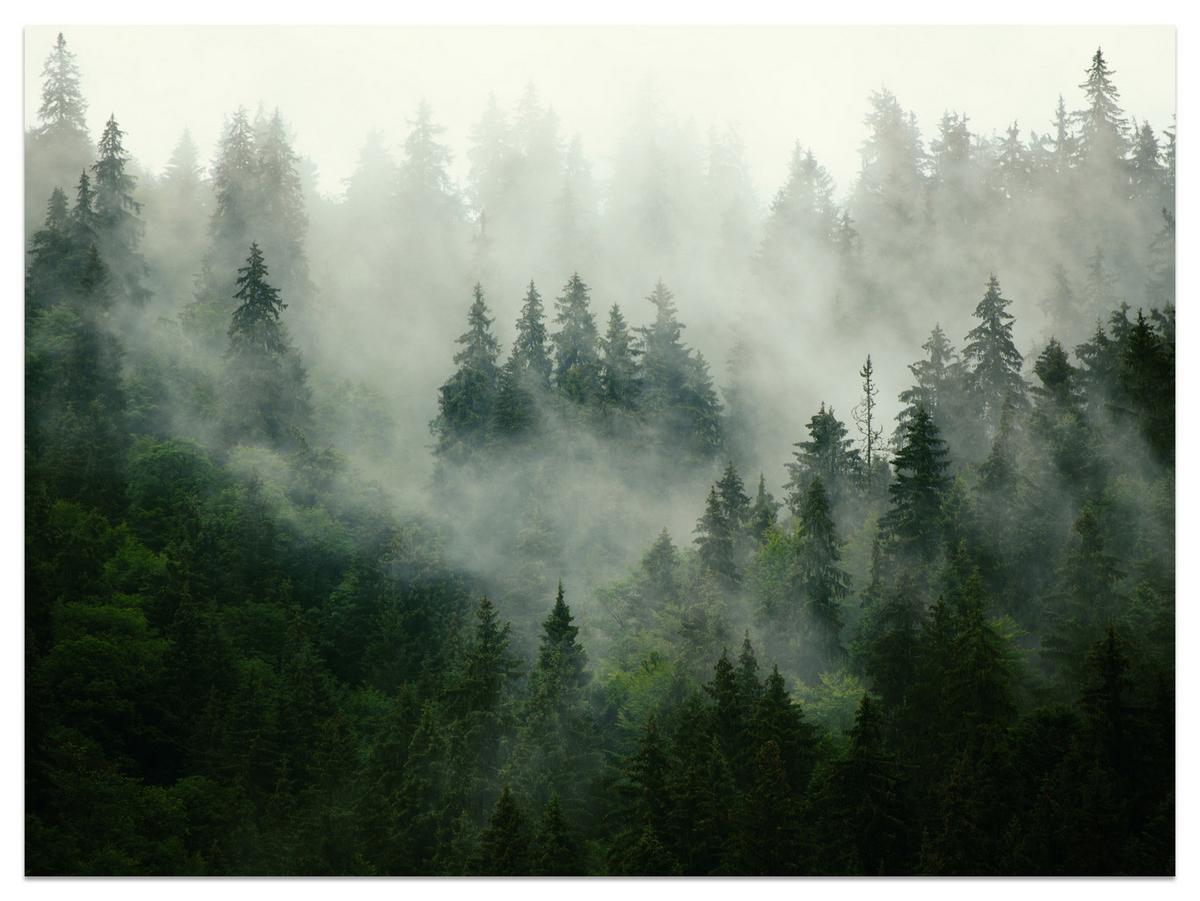 FOTOTAPETE Wald im Nebel Natur Landschaft 3D 200x140 - Grau/Grün, Papier (200/140cm) - Muralo