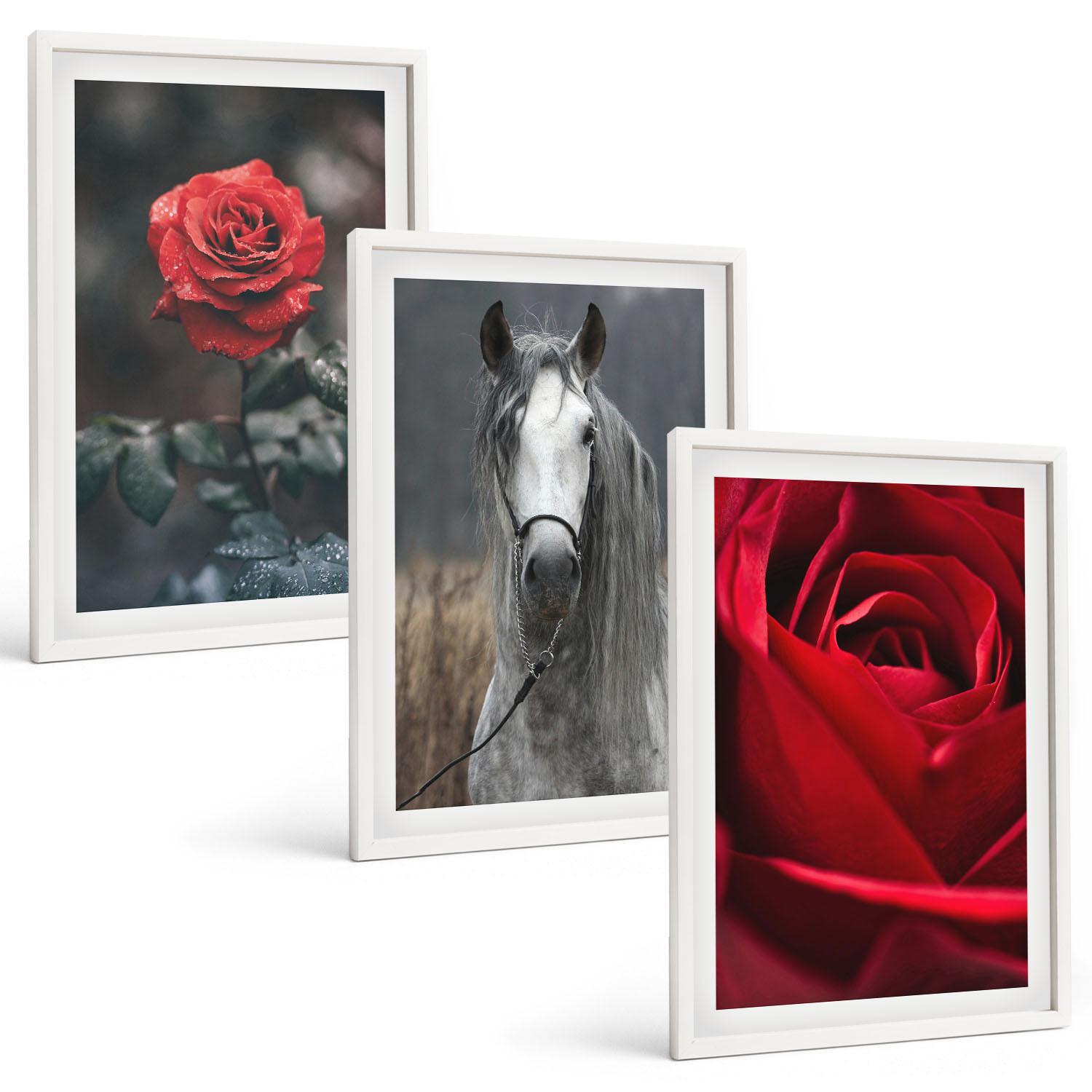 BILDER SET 3er Set - 40x60 cm Weißer Rahmen - Rote Rosen, Pferdegrau, Welt - Weiß, Kunststoff (40/60cm) - TULUP