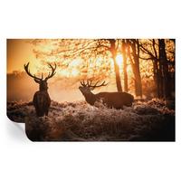FOTOTAPETE 416x254 cm - Rehe am Morgen - Schwarz, Textil (416/254cm) - Wallfluent