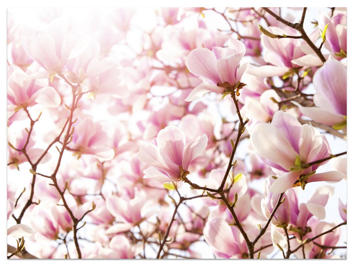 FOTOTAPETE für Schlafzimmer Rosa Magnolienblüten Floral Delikat 450x315 - Violett/Rosa, Papier (450/315cm) - Muralo