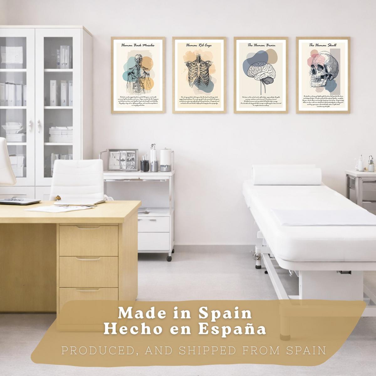 POSTER Set aus 4 Anatomie Mensch Lernposter Drucke und mit Muskeln Rücken Rippen Gehirn und Schädel Modernes Design Größe Leichter Holzrahmen A4 - Beige, Papier (21/29.7/3cm) - Nacnic