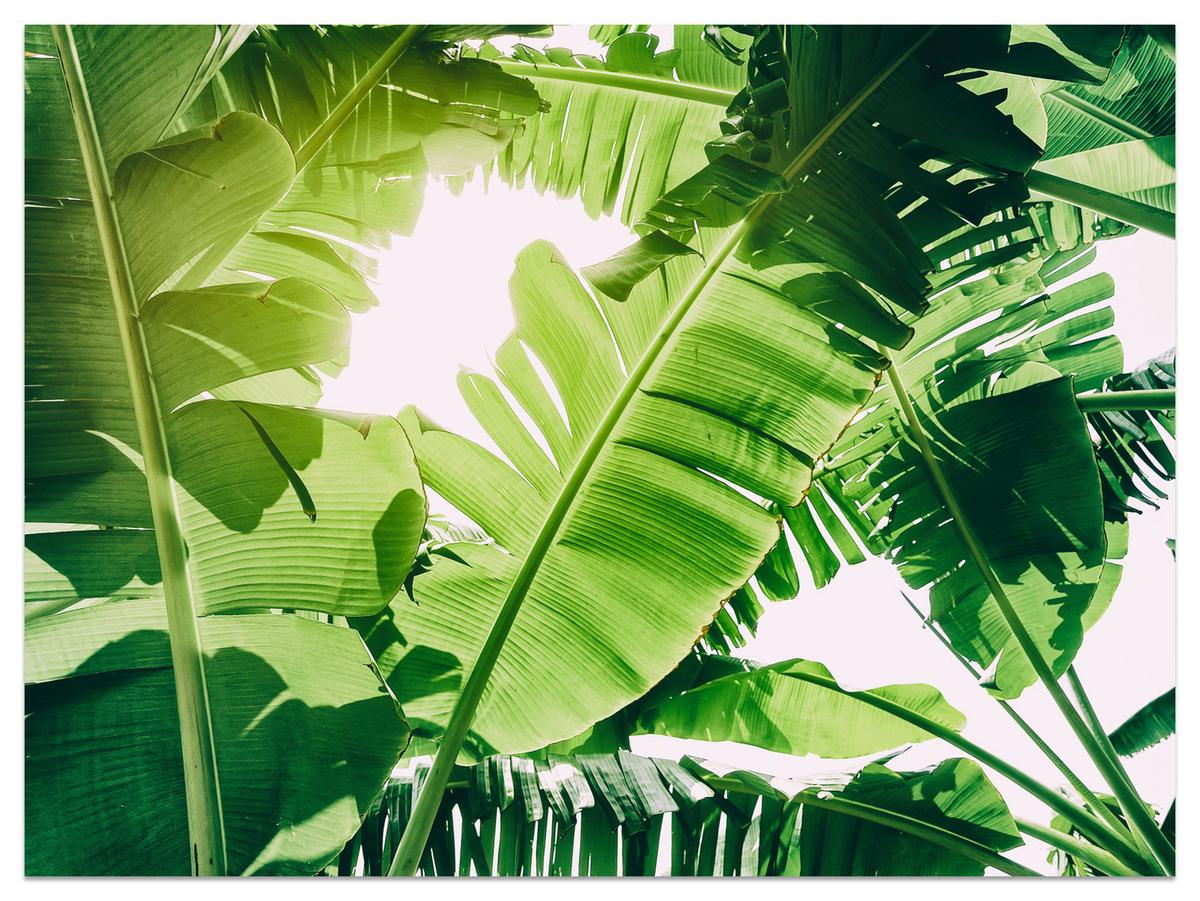 FOTOTAPETE für Wohnzimmer Bananenpflanze Grüne Blätter Tropisch 400x280 - Weiß/Grün, Papier (400/280cm) - Muralo