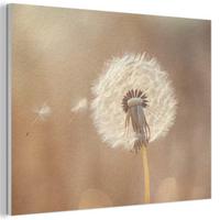 AKUSTIKBILD Löwenzahn - Beige - Natur - Blume Wanddeko 70x50 cm - Hellbraun, Kunststoff (70/50/0.9cm) - MuchoWow