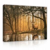 LEINWANDBILDER Natur Wald Hische 60x40 - Multicolor, Holzwerkstoff (60/40cm) - Wallarena