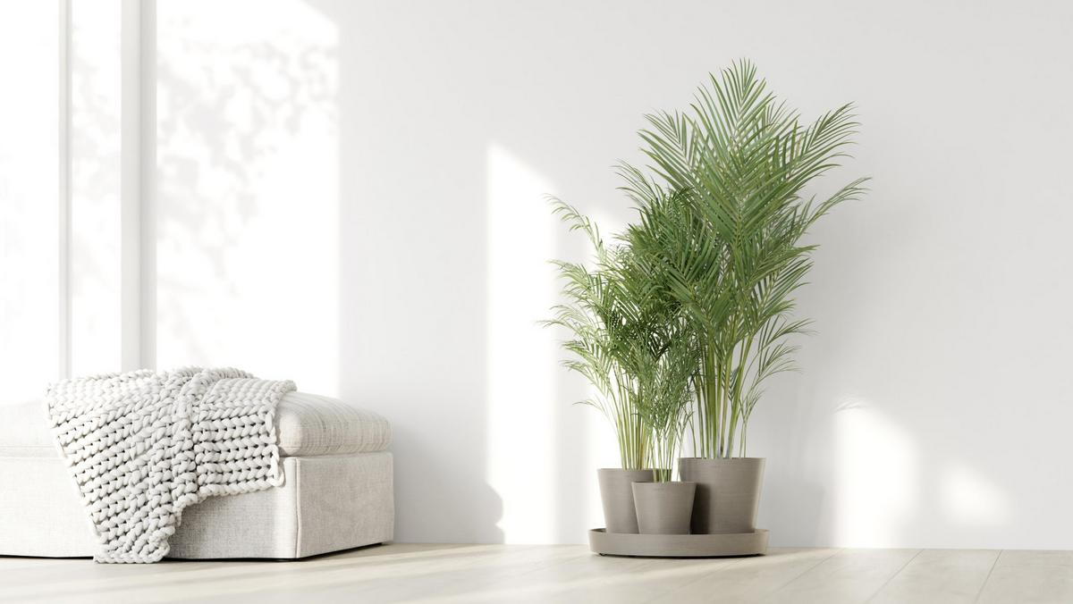 BLUMENTOPF Dubai 56,5/30,7 cm Taupe - Taupe, Kunststoff (56.5/30.7cm) - Ecopots