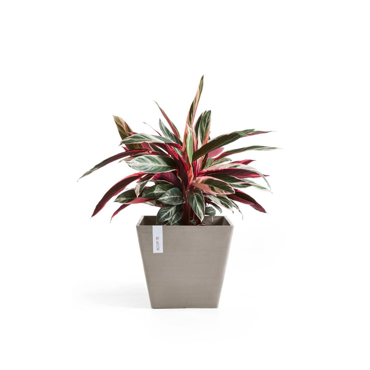 BLUMENTOPF Rotterdam 50/50/43,5 cm Taupe - Taupe, Kunststoff (50/43.5cm) - Ecopots
