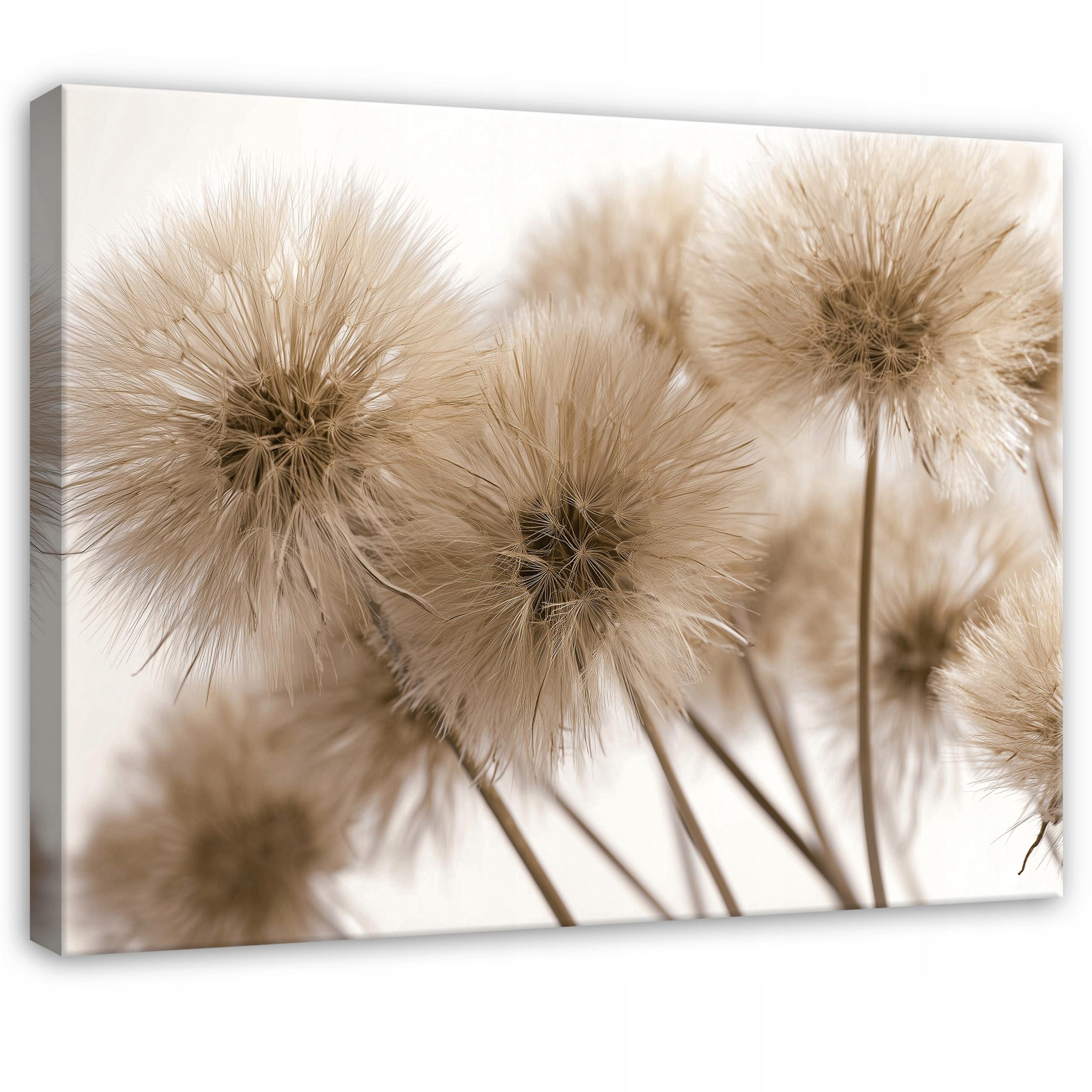 LEINWANDBILD Pusteblumen Blumen Beige 120x80 cm - Multicolor, Holzwerkstoff (120/80cm) - Wallarena