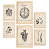 POSTER Set Mit 6 Oberkörper Medizinische Illustrationen Im Vintage Stil Von Anatomie, Körperteilen, Knochen Und Muskeln A3 & A4 Rahmen Aus Hellem Holz - Beige, Papier (29/3cm) - Nacnic