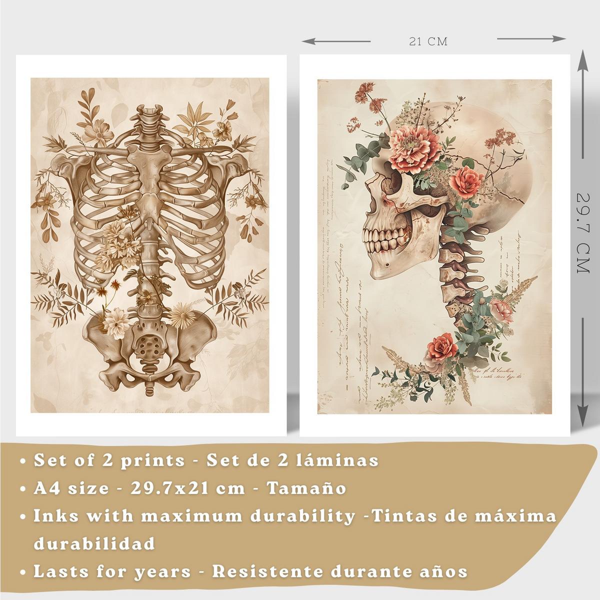 POSTER Set aus 2 Anatomie Mensch Drucke und Wandbilder mit Skelett Schädel Wirbelsäule Rippen Becken Klassischer Stil Größe Leichter Holzrahmen A4 - Beige, Papier (21/29.7/3cm) - Nacnic
