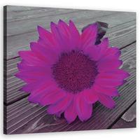 WANDBILD rosa sonnenblume - Lila, Textil (40/40cm) - Feeby