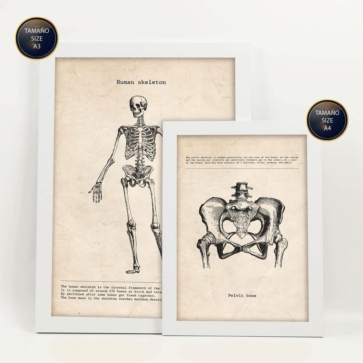 POSTER Set Mit 6 Skelett Medizinische Illustrationen Im Vintage Stil Von Anatomie, Körperteilen, Knochen Und Muskeln A3 & A4 Weißer Rahmen - Weiß, Papier (29/3cm) - Nacnic