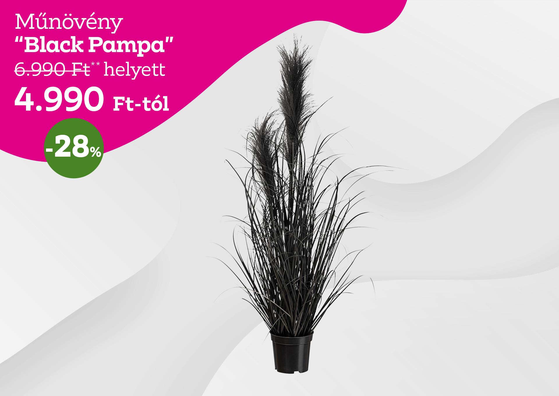 Műnövény BLACK PAMPA 6990 Forint helyett 4990 Forint, kedvezmény mértéke 28%